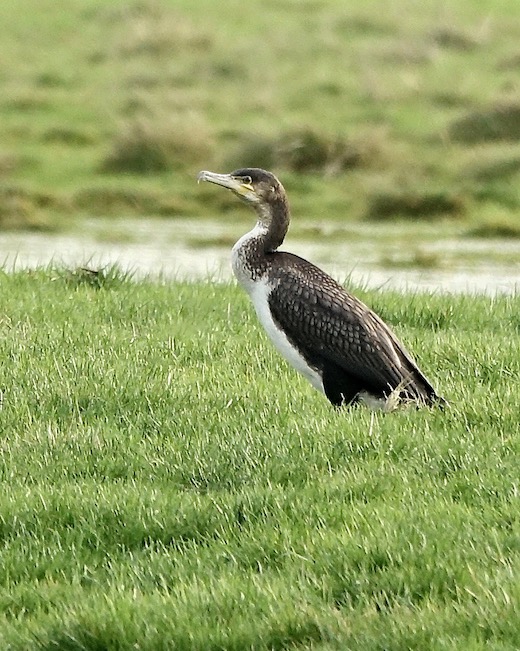 cormorant